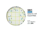 NEOGEN 6434 Petrifilm Select E.coli telplaat 50 stuks
